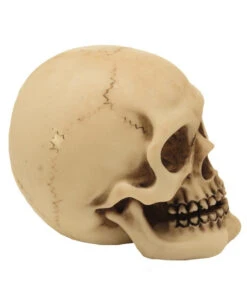 2er Set Graveyard Totenschädel Medium -Halloween Serien Geschäft 2er set graveyard totenkopf medium graveyard skull 2pc set medium totenschaedel kaufen 52350 02 1
