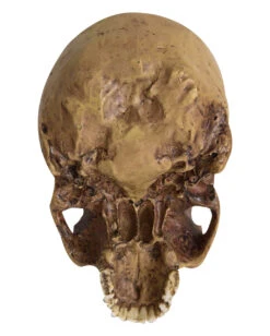 Antiker Totenschädel Ohne Unterkiefer 19cm -Halloween Serien Geschäft antiker totenkopf ohne unterkiefer antiker totenschaedel ohne unterkiefer gothic deko 53262 04