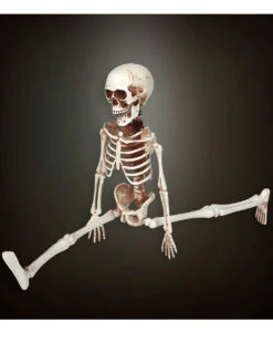 Bewegliches Skelett Gerippe 40cm -Halloween Serien Geschäft bewegliches skelett 40cm posable skeleton 40cm halloween deko skelett deko 52010 03