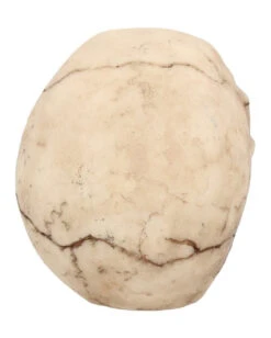 Kleiner Grinsender Totenkopf 12cm -Halloween Serien Geschäft kleiner grinsender totenschaedel small joker skull totenkopf dekoration gothic deko 50730 05