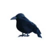 Kleiner Schwarzer Rabe 9 Cm