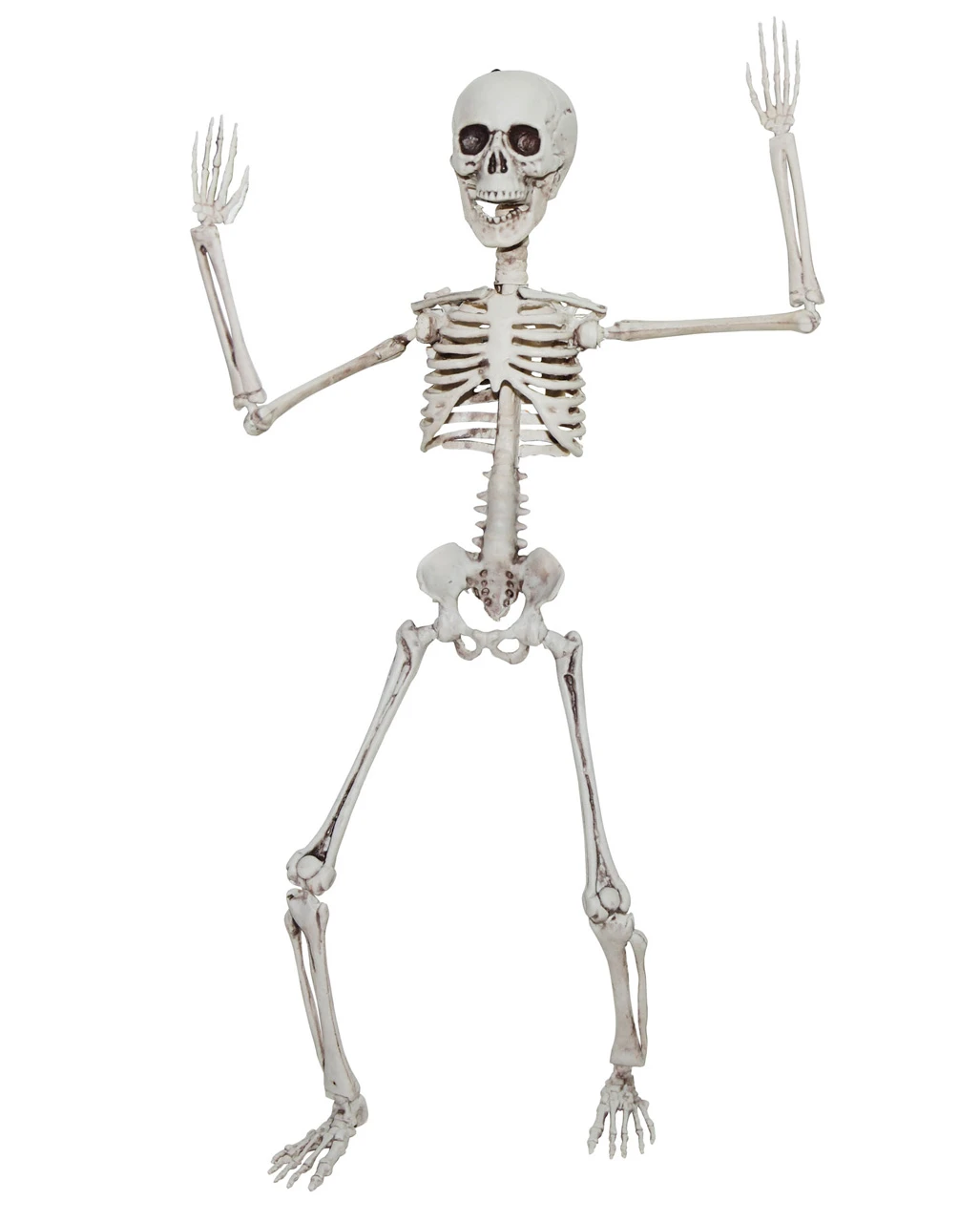Positionierbares Knochengerippe 50cm 1 Positionierbares Knochengerippe 50cm