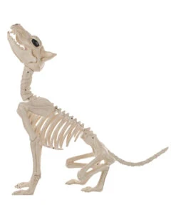 Werwolf Skelett 70cm 5 Werwolf Skelett 70cm -Halloween Serien Geschäft werwolf skelett werwolf skeleton halloween skelett halloween deko 52649 03
